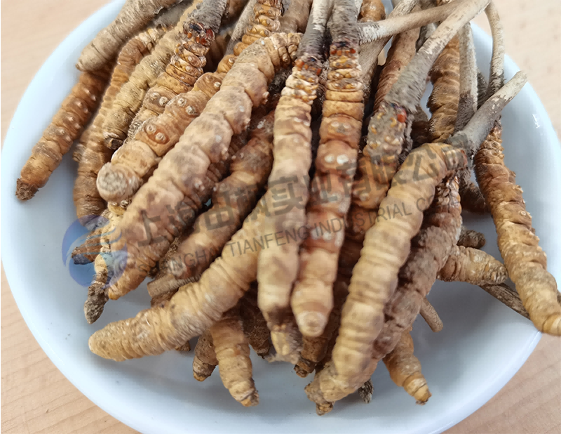 蟲草凍干，生物制藥真空冷凍干燥機應用于蟲草凍干