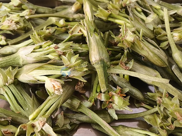 水芙蓉凍干：藥食同源凍干機(jī)應(yīng)用水芙蓉凍干加工