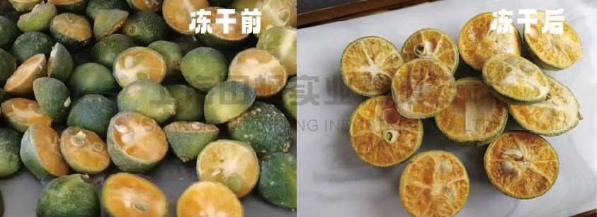 凍干技術(shù)賦能青柑產(chǎn)業(yè)提升品質(zhì)與保質(zhì)期